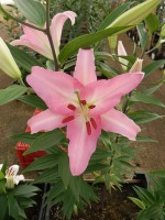 [4203 Marrero CT No02.JPG]